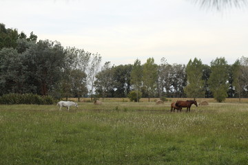 caballos