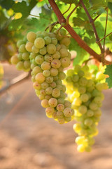 bunch of green grape at vine. outdoor country scene.