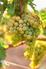 bunch of green grape at vine. outdoor country scene.