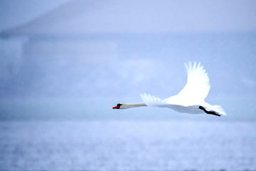 Flug im Nebel