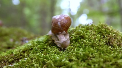 Helix pomatia also Roman snail, Burgundy snail
