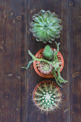 Hobby concept. Small garden of cacti in flower pots on the table. Flat lay. Rustic background, free space for text