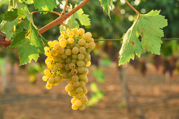 Fototapeta premium bunch of green grape at vine. outdoor country scene. harvesting season concept