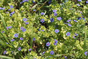 Blue wildflowers in the sunlight