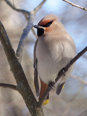 Bohemian waxwing in the tree