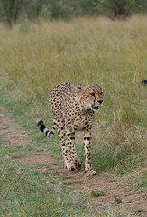 Fototapeta na wymiar Cheetahs from Five brothers coalition walking in the plains of Masai Mara national reserve during a wildlife safari