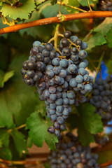 Fototapeta premium bunch of red grape at vine. ripe purple bunch. outdoor harvesting season concept