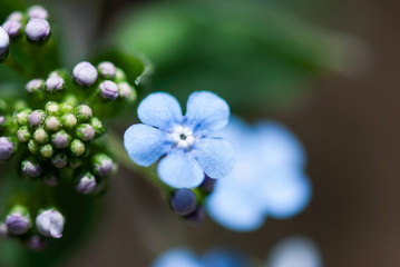 Single Bugloss Bloom