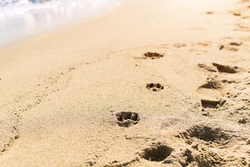 Dog and man tracks on wet sea sand during the day, selective focus. Imprints of dog paws on the sand of the sea beach.