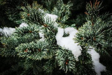 Snow on a pine tree during winter