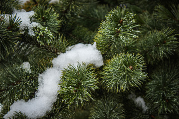 Snow on a pine tree.