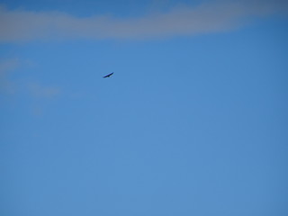 Fliegender Vogel und klarer Himmel