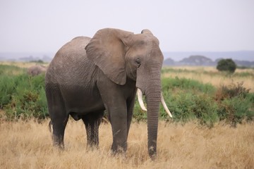 Fototapeta na wymiar Close-up of an elephant in Amboseli National Park