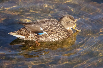 Mallard in the water