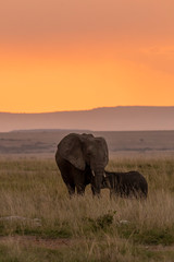 Fototapeta na wymiar An elephant calf drinking milk from her mother in the plains of Masai Mara during a beautiful sunset while on a safari drive inside the park