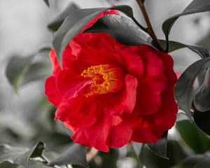Red Camellia flower