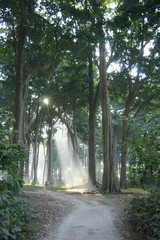Obraz premium road in the old forest. sun rays visible through the trees