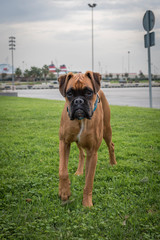 Perro boxer
