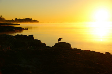 silhouette of a small black bird. silhouette of a black bird against the rising sun