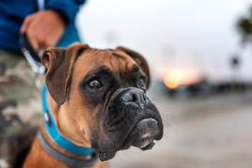 retrato boxer puesta de sol