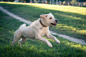 Labrador saltando