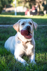 Perro labrador con pelota