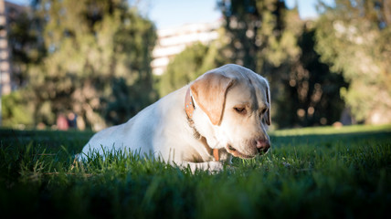 Perro labrador en parque