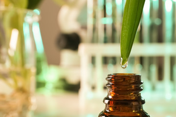 Clear drop falling from leaf into small bottle on blurred background, closeup with space for text. Plant chemistry