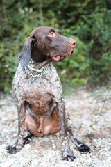 Perro braco alemán