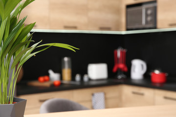 Green plant and blurred view of kitchen interior on background