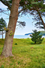 Trees in the dunes on the Baltic Sea beach in Binz. Pomerania, Germany