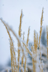 Low angle view of yellow grass covered in fresh snow