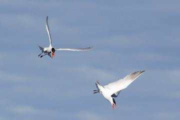 Caspian Tern flies