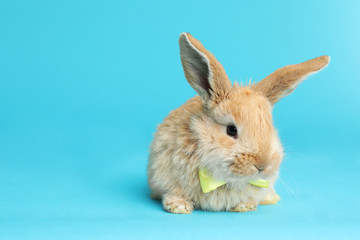 Adorable furry Easter bunny with cute bow tie on color background, space for text