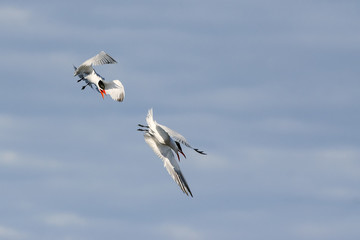 Fototapeta na wymiar Caspian Tern flies