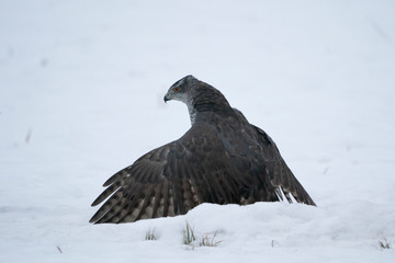 goshawk