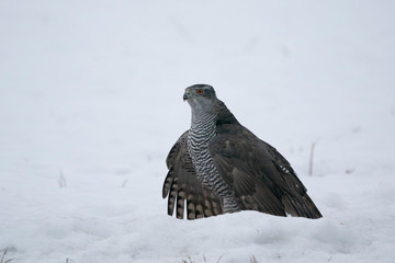 bird of prey