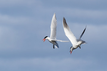 Caspian Tern flies