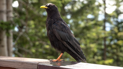 alpine cough bird sitting on railing