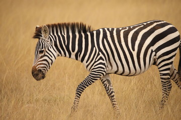 Fototapeta na wymiar Close up of a zebra in Kenya