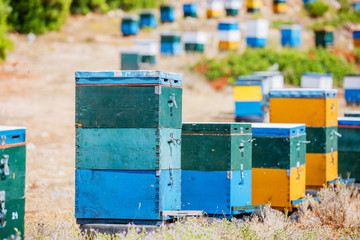 Colorful beehives in a field with trees in Greece