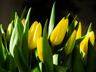 Naklejka premium Gelbe Tulpen