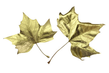  Golden leaves close up isolated on white background.