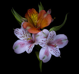 Three lily flowers on a black background