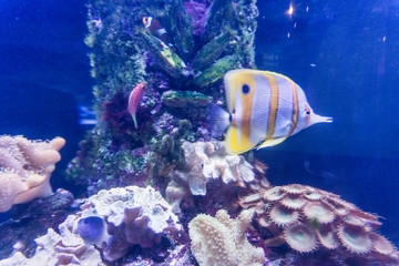 Obraz premium funny tropical fish, bright yellow and white