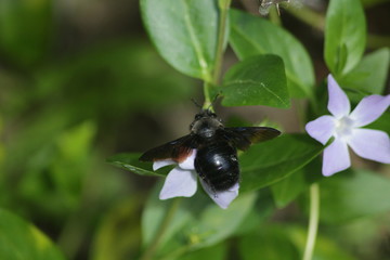 Black Bumblebee on flower