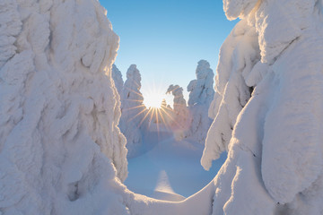 Winter panorama landscape with forest, trees covered snow and sunrise. winter morning of a new day. purple or orange winter landscape with sunset. Majestic white spruces glowing by sunlight. Sunny day
