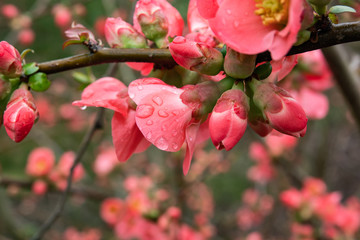 Japanese Quince Flowers in Bloom in Winter