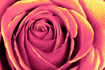 A pink and peach rose variation macro closeup