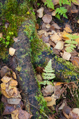 Obraz premium Moss on tree root in the forest